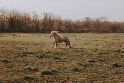 Side view of brown horse with white muzzle and furry mane running on grassy meadow near trees under gray sky in countryside in daylight