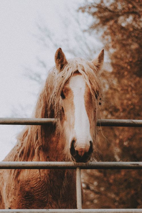 Free Brown horse with white muzzle and furry mane standing near fence while looking at camera near trees under sky in countryside in daylight Stock Photo