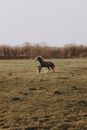 Side view of brown horse running on green grassy meadow near woods under gray sky in countryside in daylight