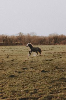 Side view of brown horse running on green grassy meadow near woods under gray sky in countryside in daylight