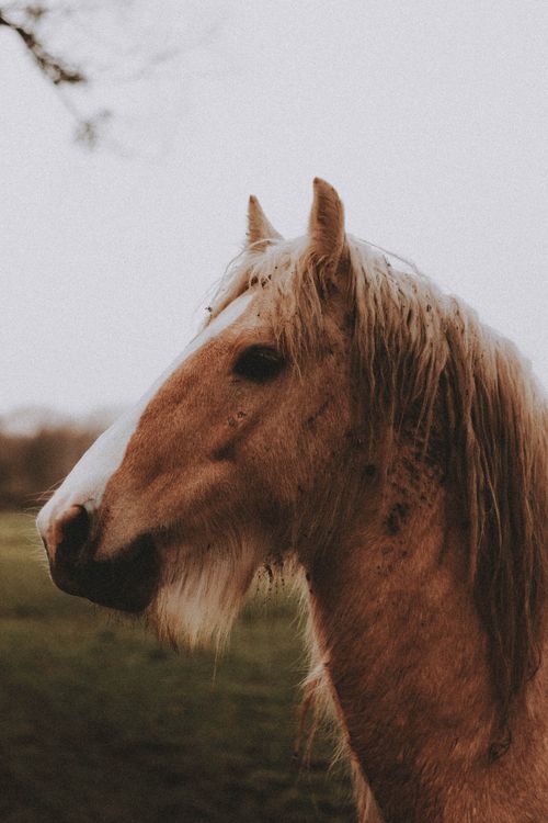 Free Brown horse with white muzzle on grassy meadow near tree under gray cloudless sky in daylight in nature Stock Photo
