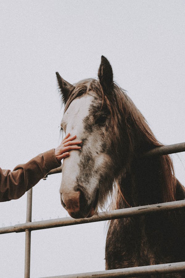 Unrecognizable woman petting horse behind fence on ranch