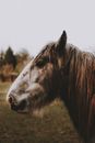 Side view of brown horse with white muzzle and furry mane on grassy lawn near trees under gray sky in nature in daylight