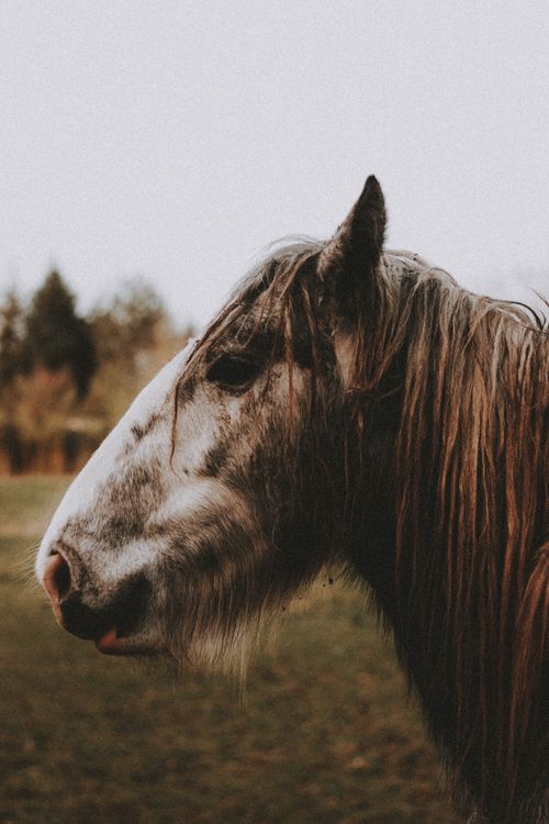 Free Side view of brown horse with white muzzle and furry mane on grassy lawn near trees under gray sky in nature in daylight Stock Photo