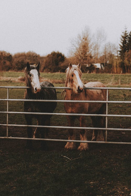 Free Horses on grassy field near fence in farmland Stock Photo