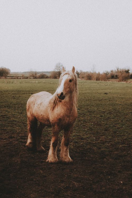 Free Brown horse with white muzzle on grassy meadow with plants on background under gray cloudless sky in daylight in nature Stock Photo