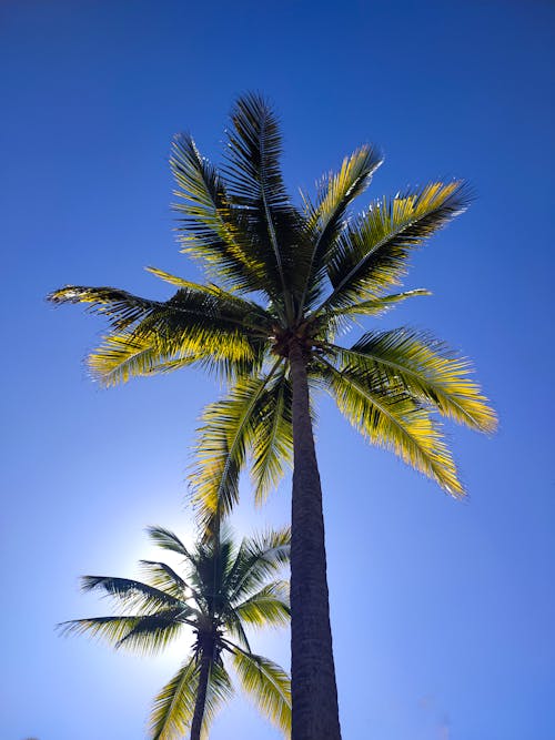 Kostenloses Stock Foto zu aufnahme von unten, blauer himmel, palmen