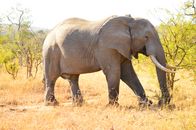 Elephant Walking on Brown Grass Field