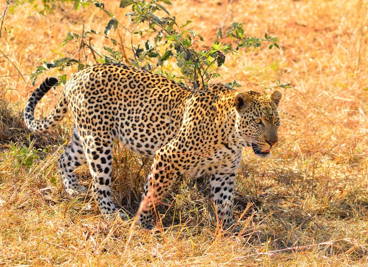 Leopard On Brown Grass