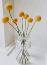 Yellow Flowers in Clear Glass Vase