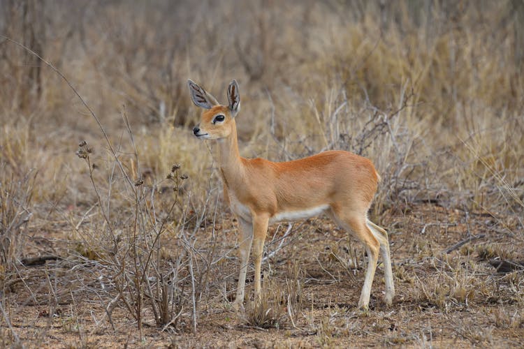 Portrait Of A Steenbok