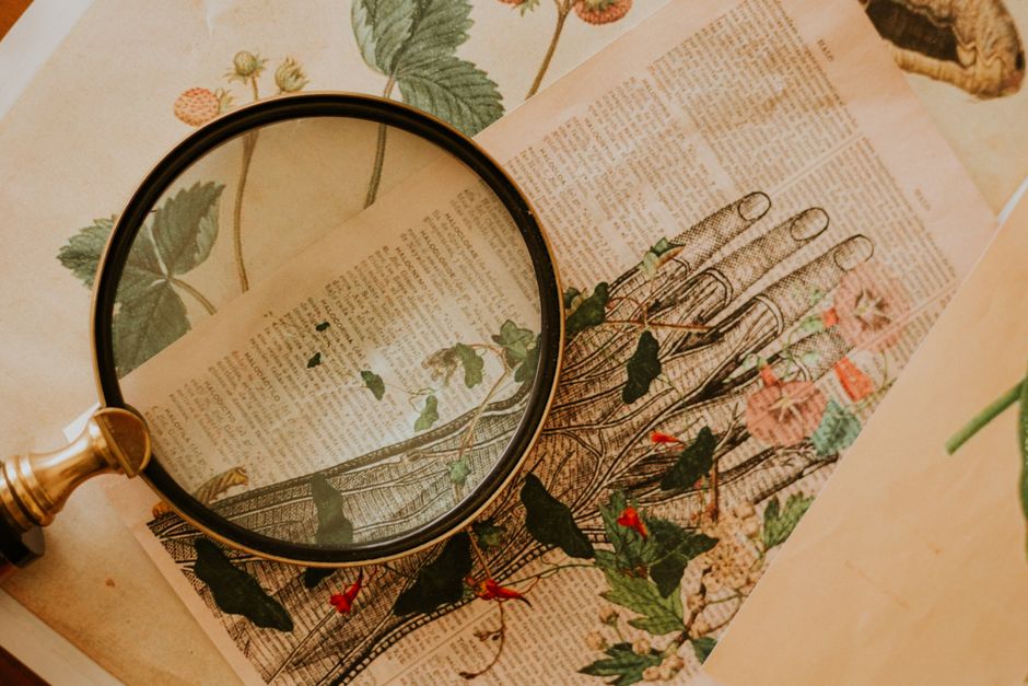 Vintage botanical illustration with a magnifying glass highlighting plant details. Ideal for educational or artistic themes.