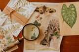 Vintage botanical plates on a wood table, by lucas mendes on Pexels