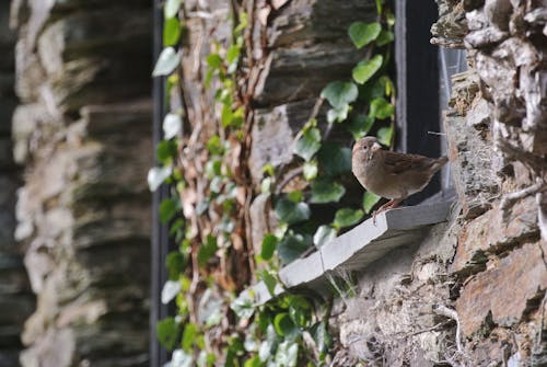 Free Brown Bird on Window Stock Photo