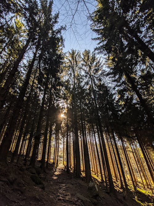 Kostenloses Stock Foto zu bäume, holz, natur