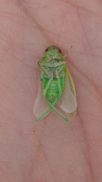 Free stock photo of bug, dead, green