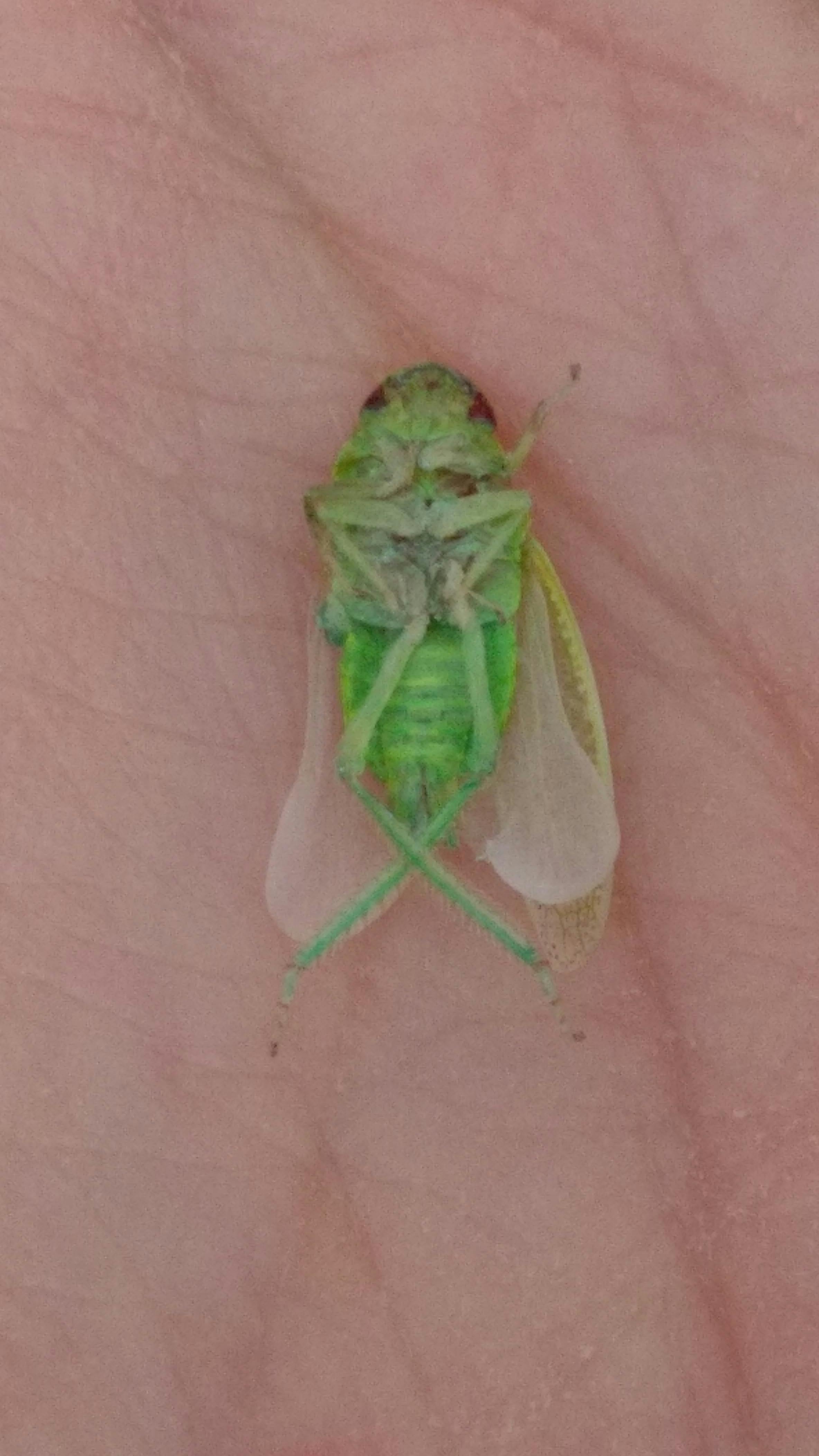 Free stock photo of bug, dead, green