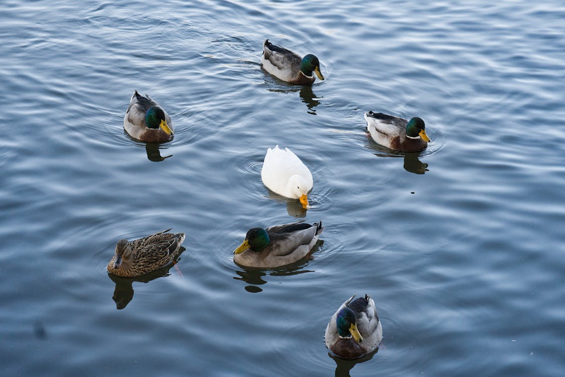 Six Gray Ducks and White Goose On Water