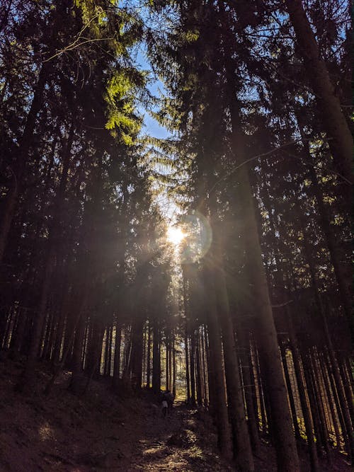 grátis Foto profissional grátis de árvores, floresta, luz solar Foto profissional
