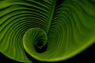 Macro Photography of Green Leaf