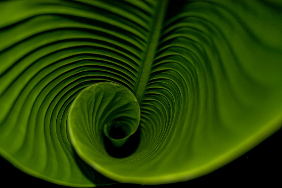 Close-Up Shot of Banana Leaf Spiral