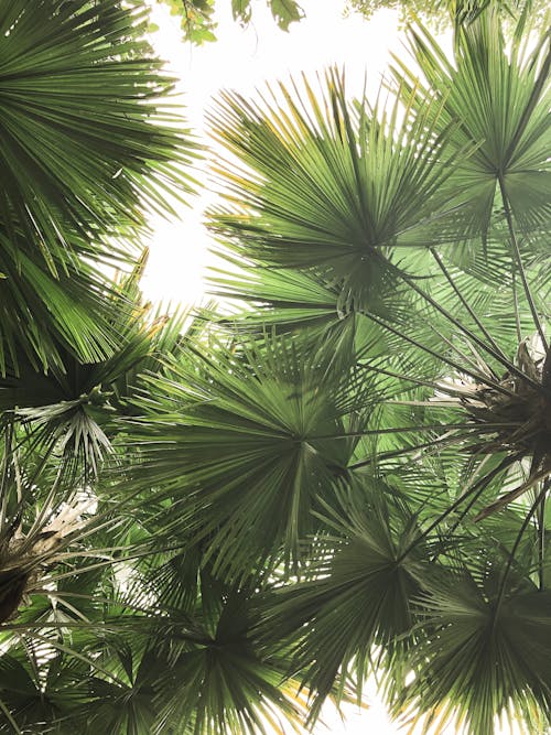 Low Angle Shot of Green Leaves