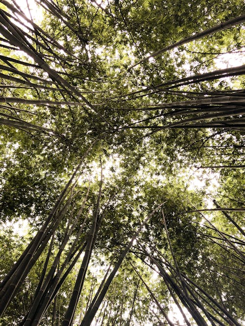 Low-Angle Shot of Tall Bamboo Trees