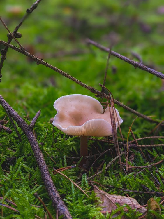 Selective Focus Photo of a Wild Mushroom Near Twigs