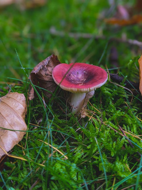 Close-Up Photograph of a Red Mushroom