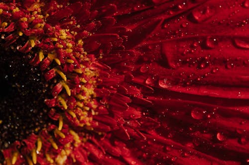 Free stock photo of red flower, red flower closeup