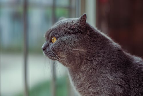 british shorthair, çok sevimli, Evcil Hayvan içeren Ücretsiz stok fotoğraf