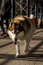 White and Brown Siberian Husky on a Walkway