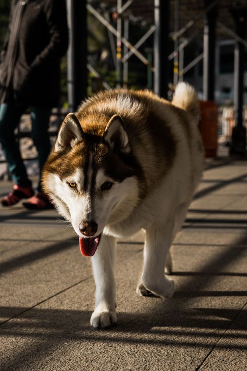 Free Siberian Husky confidently walks in a sunlit urban area of Hong Kong, showcasing its majestic fur and keen gaze. Stock Photo