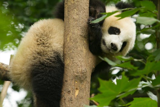 Cute giant panda cub relaxing among green leaves in Chengdu, China.