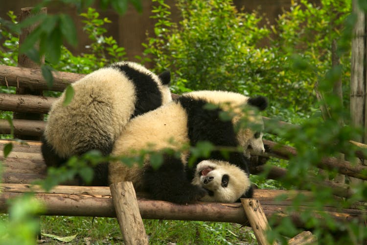 Pandas Playing Tree Branch