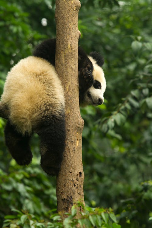 Photo of a Black and White Panda Hanging on a Tree