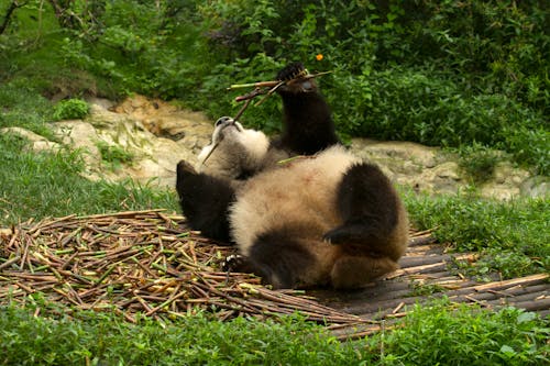 Photo of a Panda Eating Bamboo