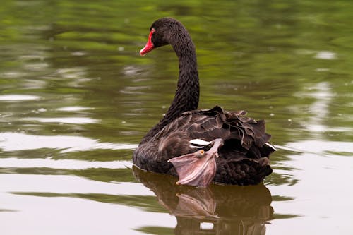 Close-Up Photograph of a Black Swan