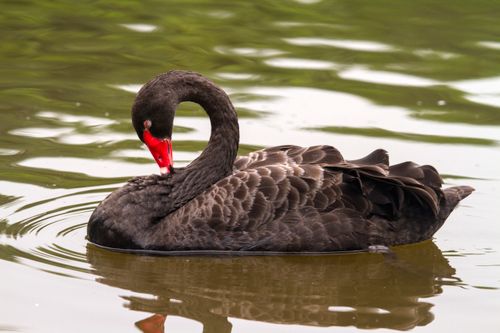 Free A beautiful black swan gracefully preening in a calm Chengdu lake, showcasing natural wildlife elegance. Stock Photo