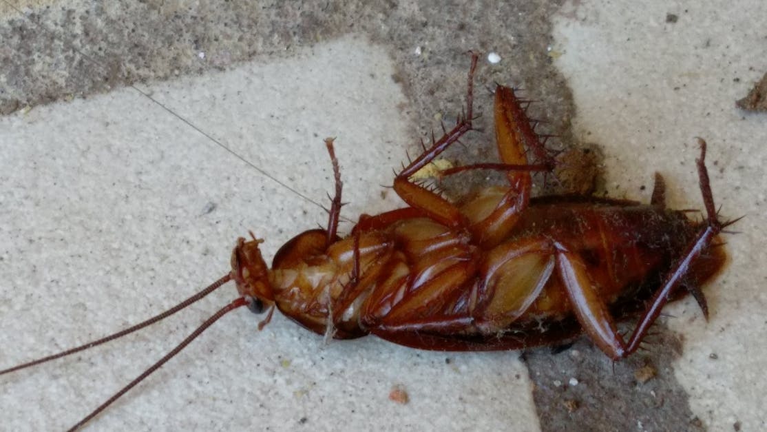 Free stock photo of angry, big, cockroach