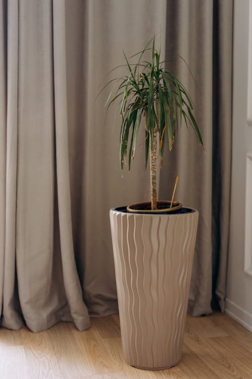 Free Green Plant in a Beige Ceramic Pot Stock Photo