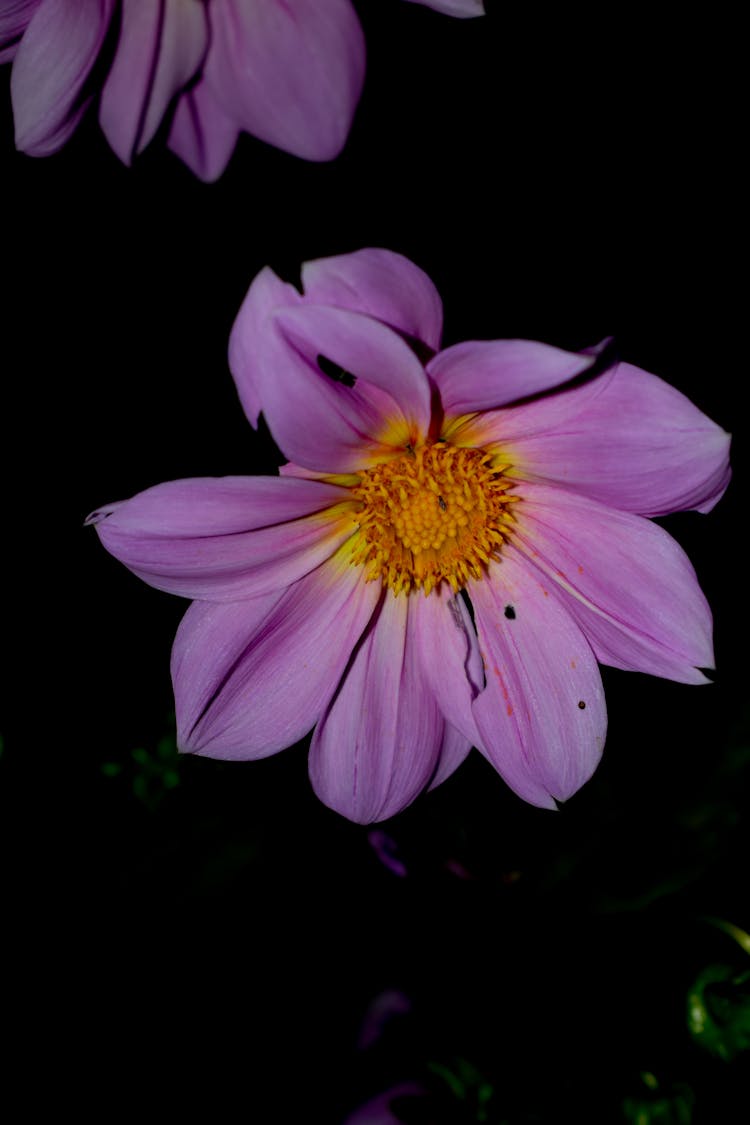 A Beautiful Dahlia Imperialis Flower