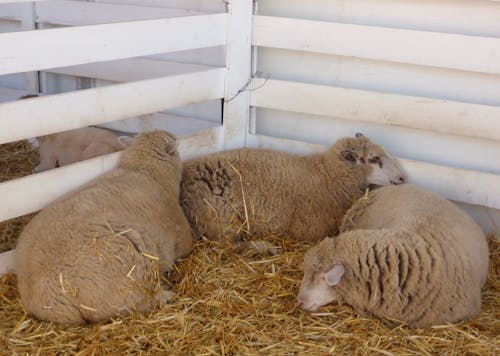 Free Brown Sheep on Brown Hay Stock Photo