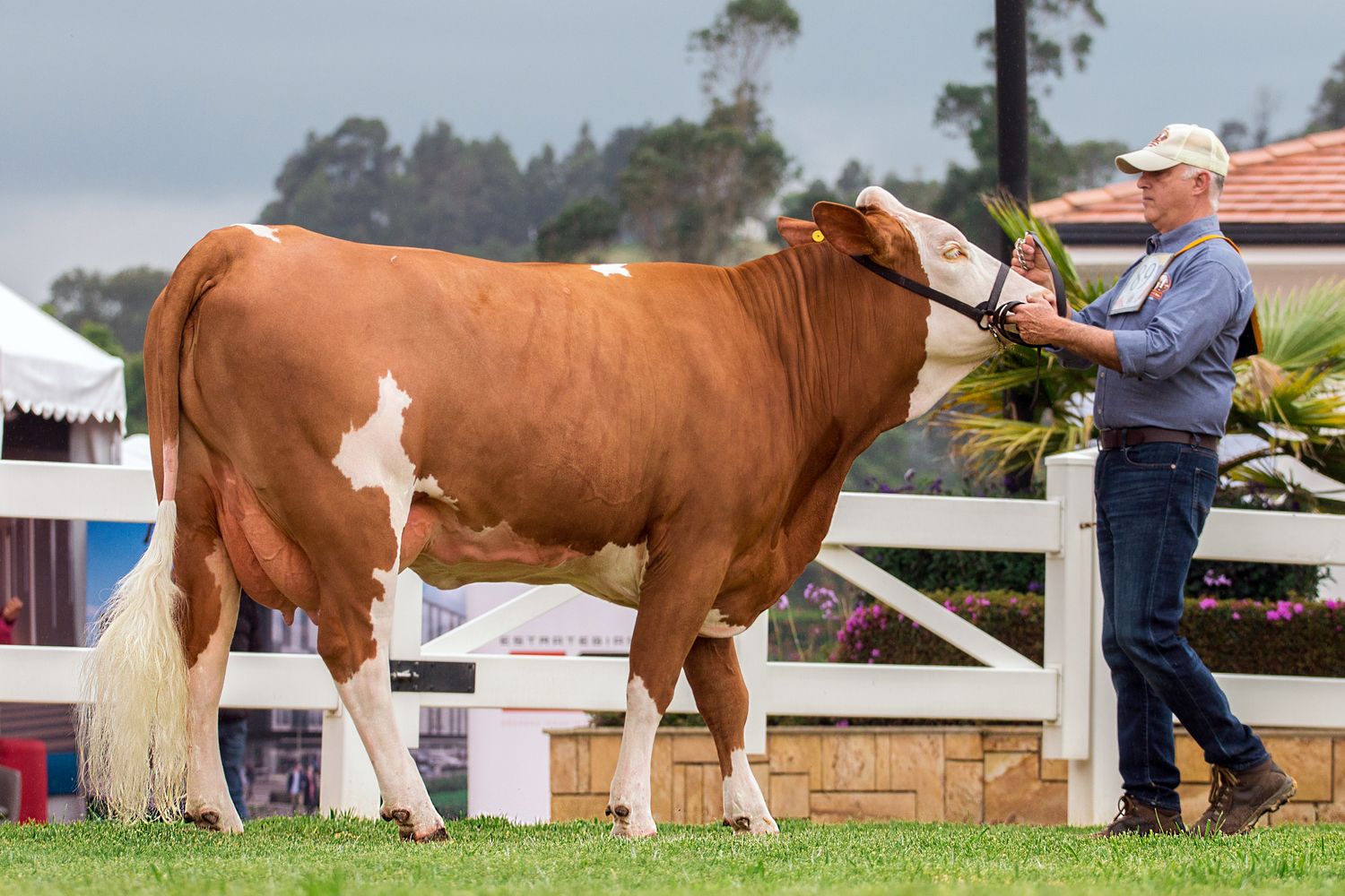 Simmental Cattle Photos, Download The BEST Free Simmental Cattle Stock ...