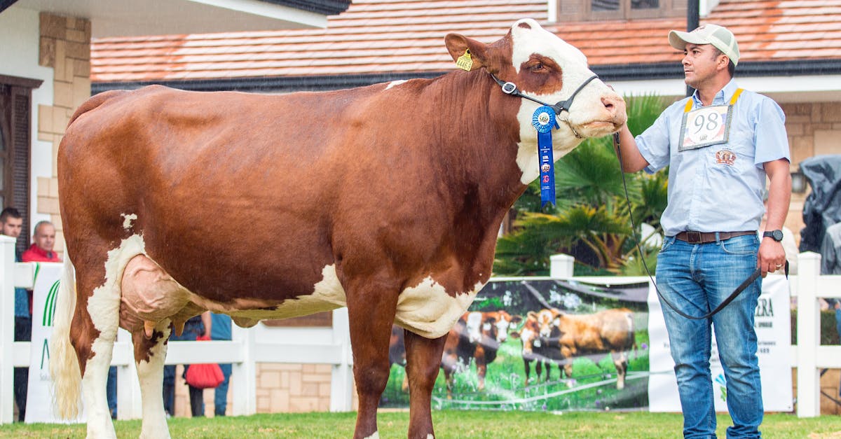 How much does a Holstein cow weigh