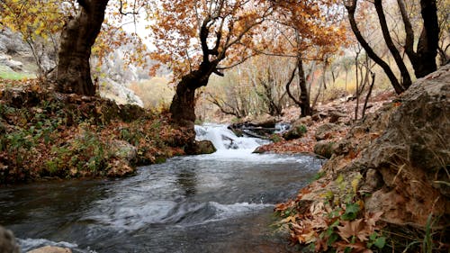 무료 갈색 잎 나무 근처 숲 내부 강 스톡 사진