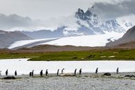Group of King Penguins walking near glacier and mountains in South Georgia Island.