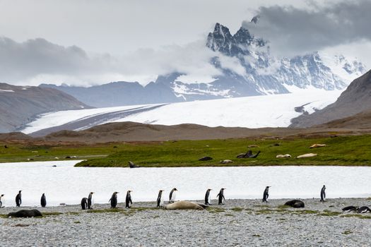 Group of King Penguins walking near glacier and mountains in South Georgia Island.