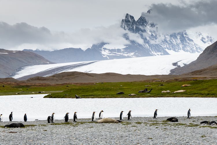 A Group Of Penguins Walking Near The Body Of Water 