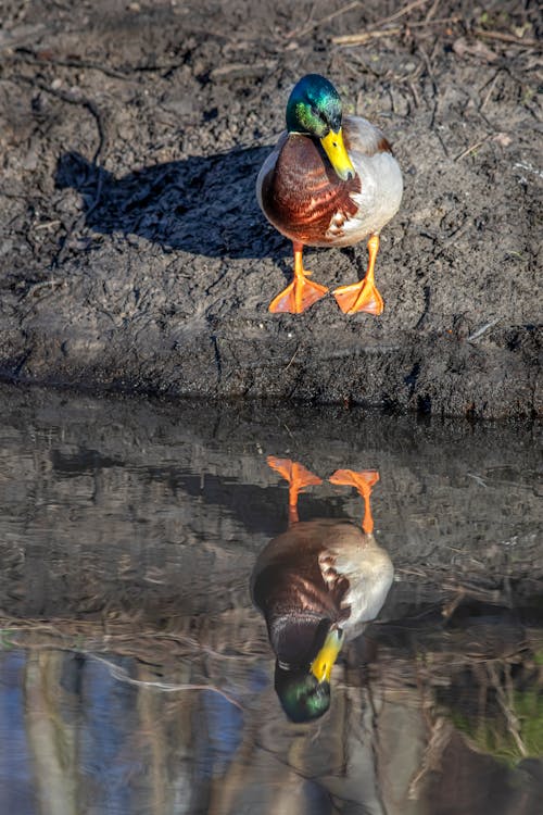 A Mallard Duck on the Water Pond Side
